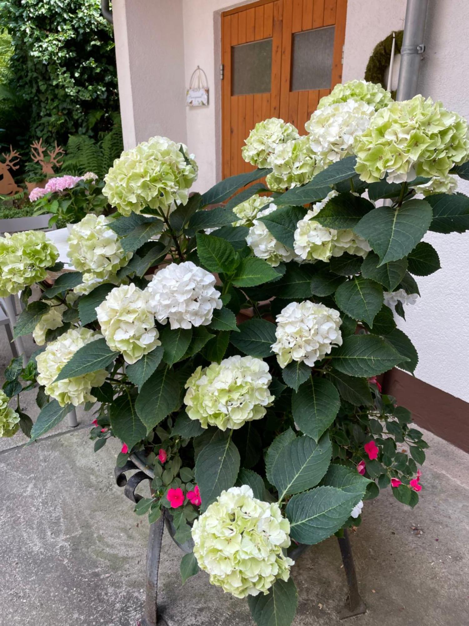Haus Am Kastanienwald Hotel Dörrenbach Екстериор снимка